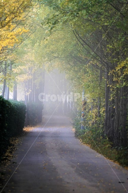가을,은행나무,단풍,낙엽,나무,자연,식물,풍경,안개,자연풍경,감성,nature,fall,autumn,trees,yellow,은행나무길,green,가을,계절,fall,autumn,season,outdoors,옥외