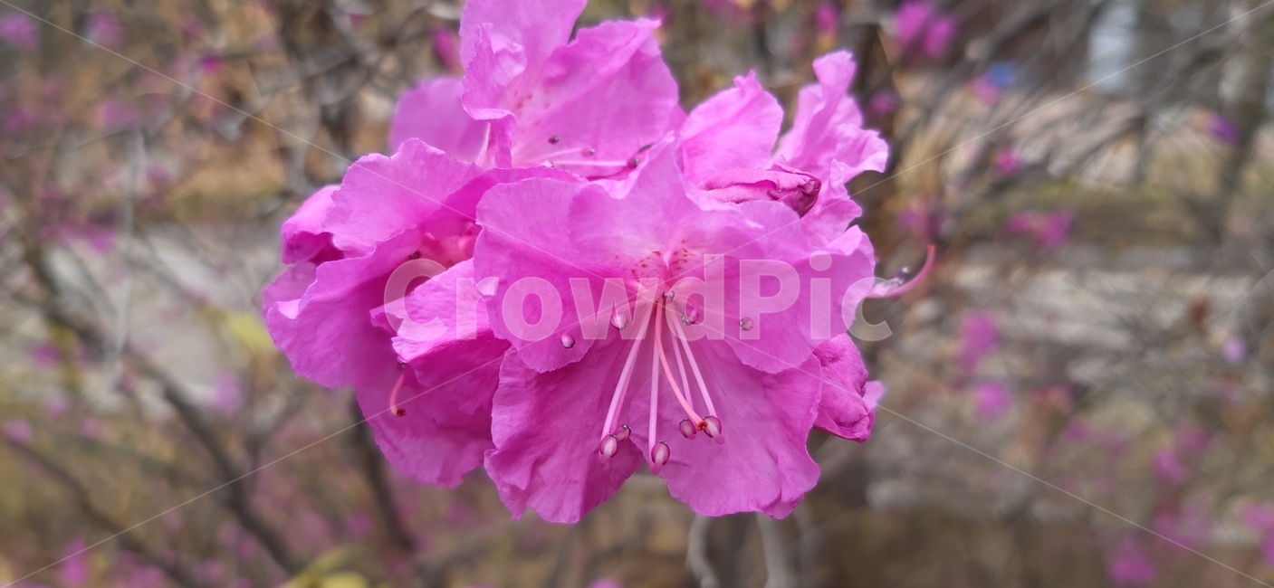 flower,blossom,꽃,plant,식물,진달래,azalea