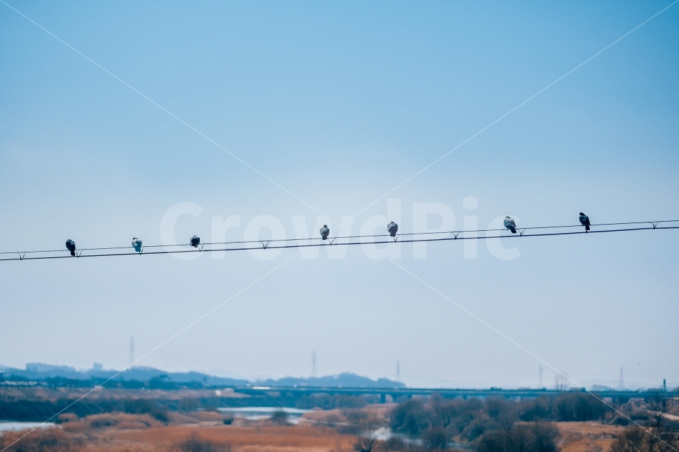 질서,새,전기줄,비둘기,나란히,친구,동행,동물,animal,자연,풍경,nature,landscape,조류,새,birds,flock,대군,bird
