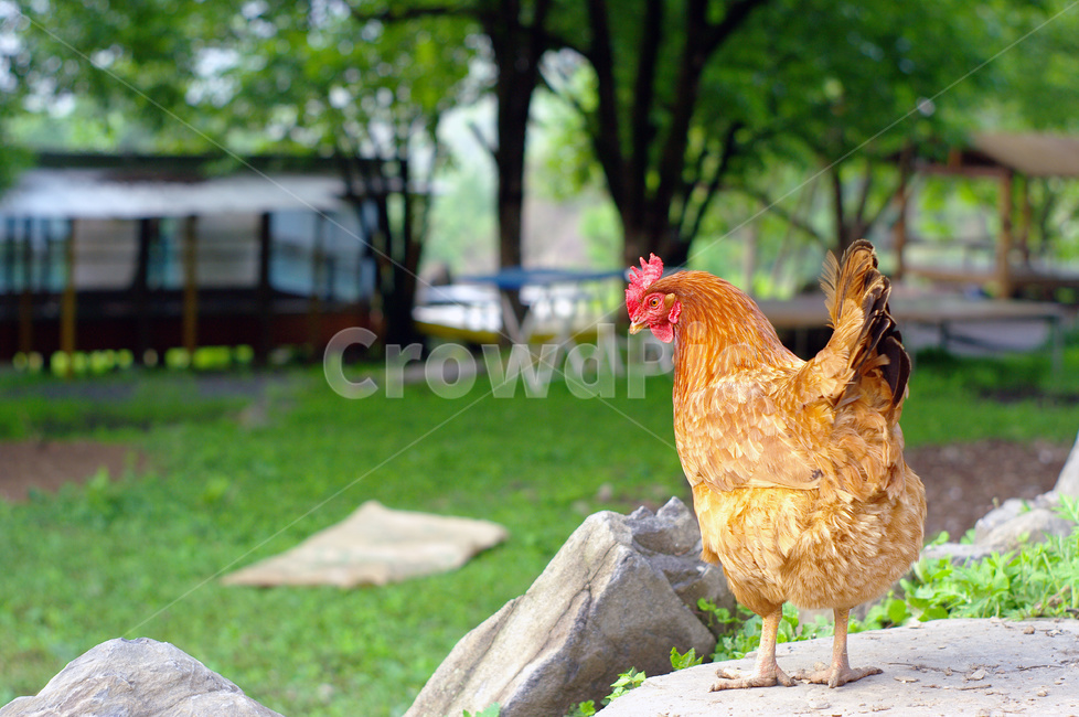 닭,육계,토종닭,닭사육,장닭,동물,animal,조류,새,birds