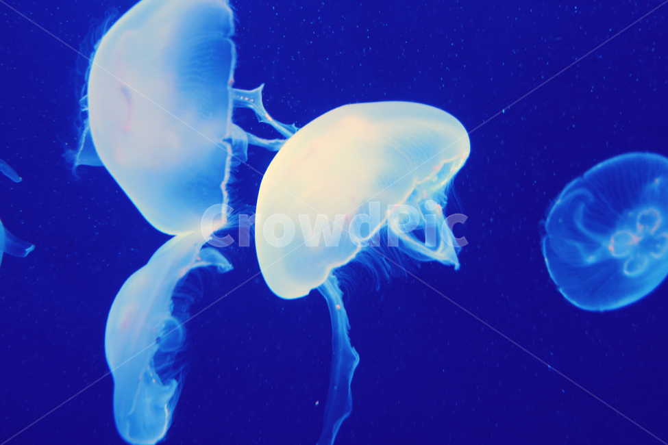 moonjellyfish,해파리,보름달물해파리,물속,물,동물,animal