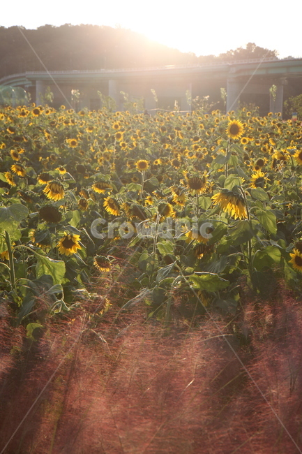 빛,해바라기,노을,햇살,light,식물,자연,plants,nature,꽃,flower