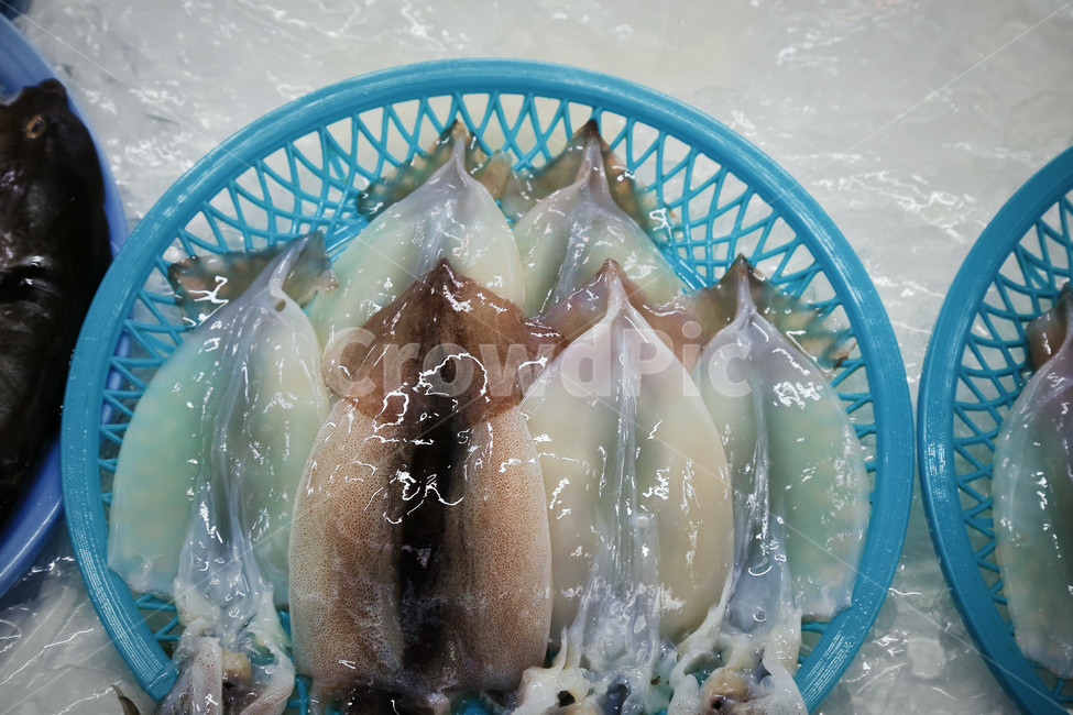 수산시장,생선,어시장,주문진시장,생선장사,수산물시장,주문진,좌판,오징어,해물,음식,식재료,요리,food,cook,meal,dishes,food reserves,수산물,해산물,fishery products,seafood