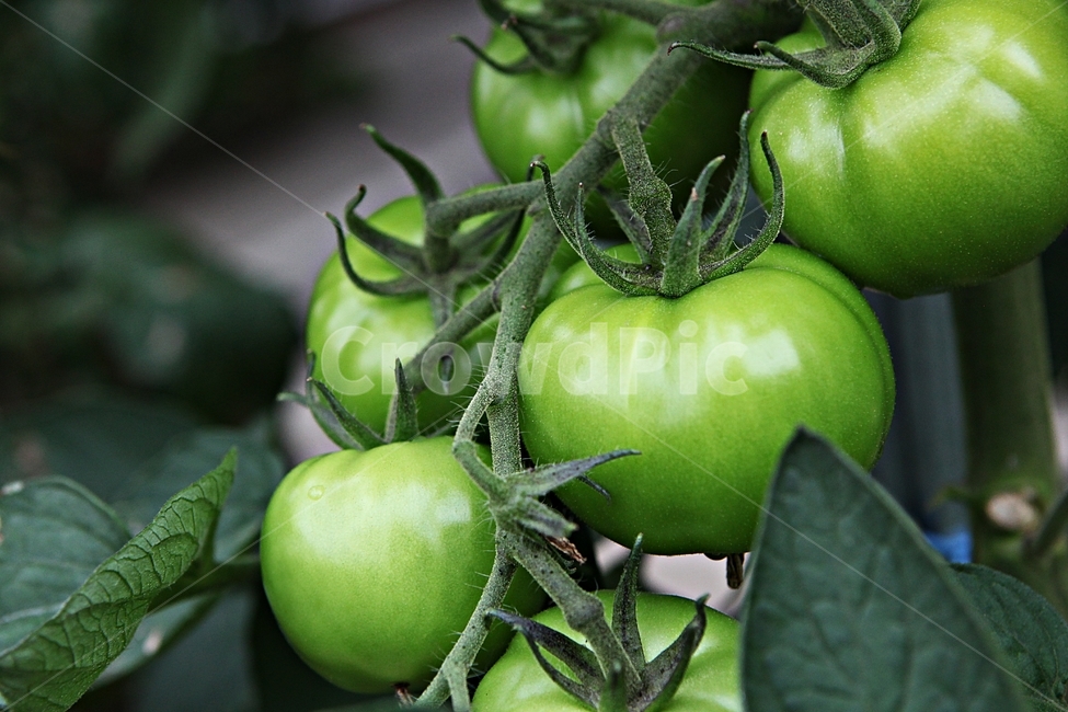 토마토,열매,채소,파란토마토,먹거리