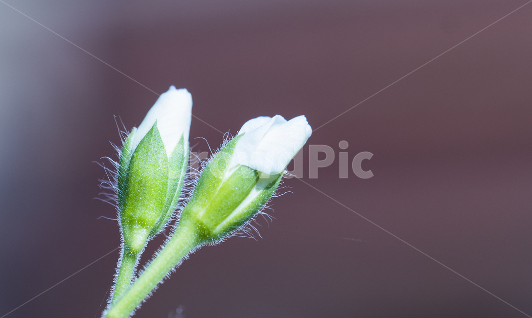 꽃,작은꽃,귀여운꽃,작고귀여운꽃,꽃봉우리,식물,자연,plants,nature,꽃,flower