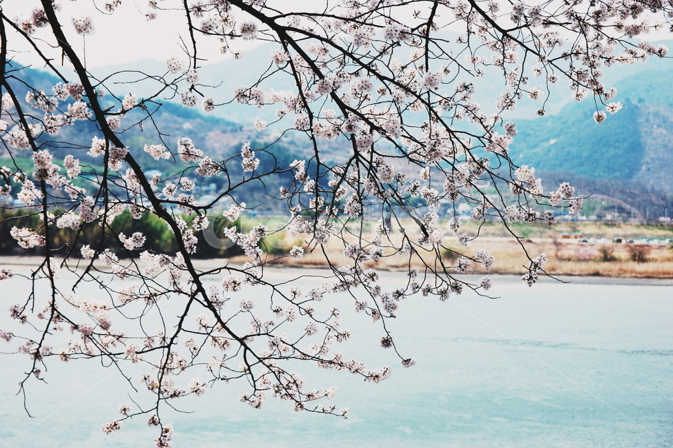 봄,하늘,산,강,벚꽃,꽃,flower,새,고요,아침,경관,자연,풍광,nature,landscape,한국자연풍경,한자연경관,koreanaturelandscape,감성,감정,sensible,feeling,emotion,계절,season,마을,rural,한국전통,한국문화,koreatraditional,koreaculture,plant,나무,trees,wood,봄,계절,spring,season,식물,자연,plants,nature,꽃,flower,감성,sensible,feeling