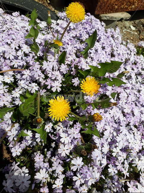 plant,식물,blossom,꽃,flower
