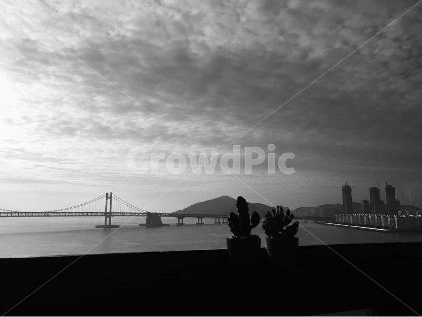 부산,광안리,광안대교,오션뷰,부산여행,도시,풍경,city,landscape,한국도시풍경,한국도시경관,korea cityscape,식물,자연,plants,nature,실내용화초,화분,화초,house plant,흑백,모노톤,monochrome,black and white,인테리어,실내디자인,interior design