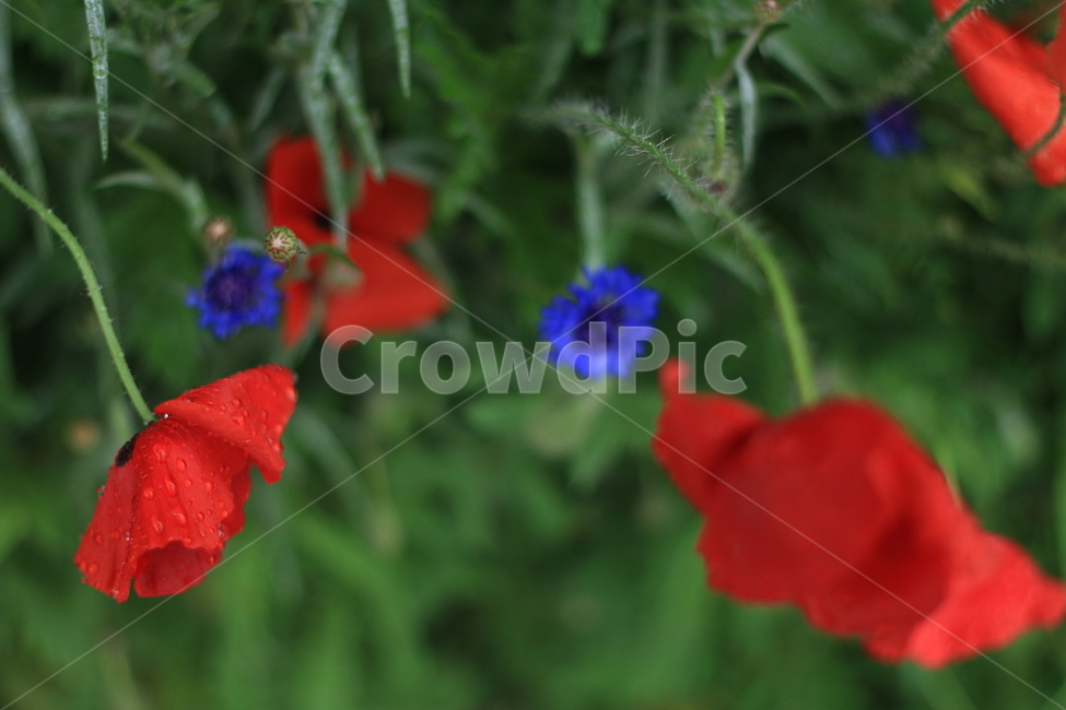 여름,시작,양귀비,위로,꽃,식물,자연,plants,nature,꽃,flower