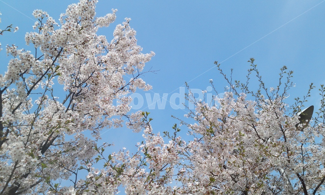 봄,sprimg,벚꽃,春,さくら,팝콘,봄,계절,spring,season,자연,풍경,nature,landscape,plant,식물,flower,꽃,blossom
