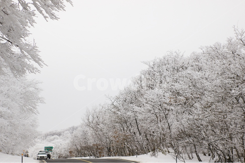 눈,눈꽃,겨울,제주도,어리목,눈길,1100고지,폭설,겨울,계절,winter,season,자연,풍경,nature,landscape,교통,교통수단,traffic,transportation,outdoors,옥외