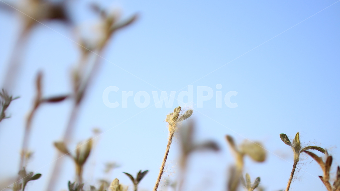 겨울풀,마른풀,날리는풀,잎,마른풀잎,하늘,식물,plant