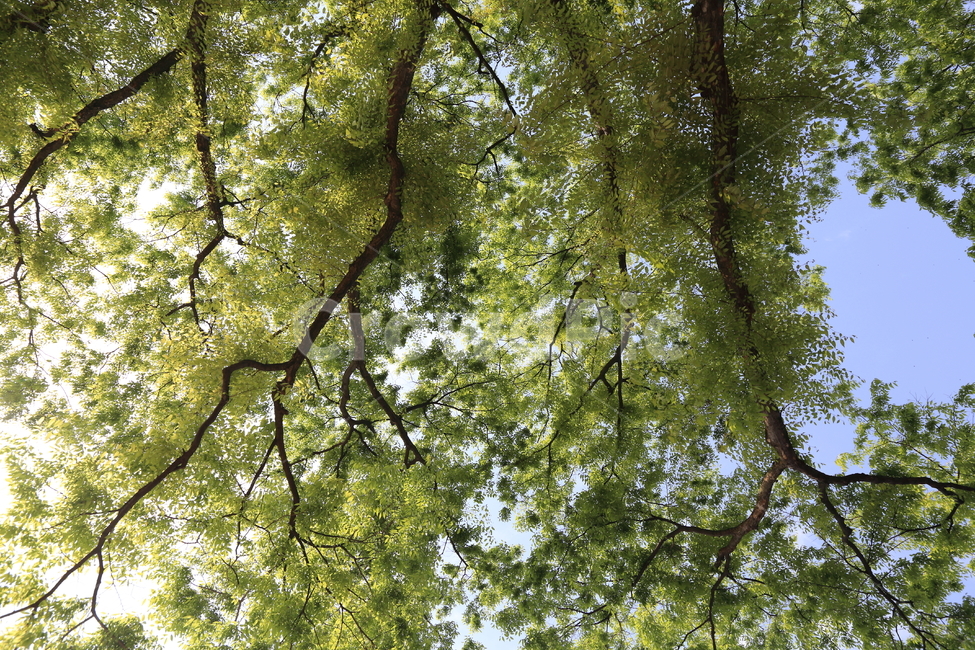 나무,봄,풍경,새싹,tree,landscape,식물,자연,올려다보기,식물,자연,plants,nature,나무,trees,wood