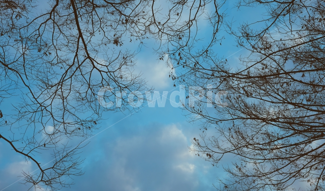 cloud,sky,tree,winter landscape,winter tree,branch