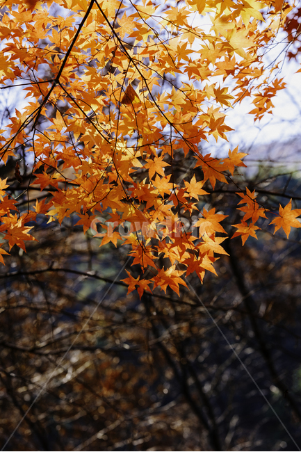 단풍,가을,자연,autumncolours,나뭇잎,단풍나무,autumn,나무,fall,가을,계절,fall,autumn,season,plant,식물,leaf,잎,tree,maple
