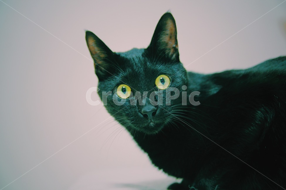 검은고양이,동물,고양이,blackcat,cat,포유류,animal,pet,mammal,동물,animal,포유류,mammal,고양이,cat,kitten,kitty