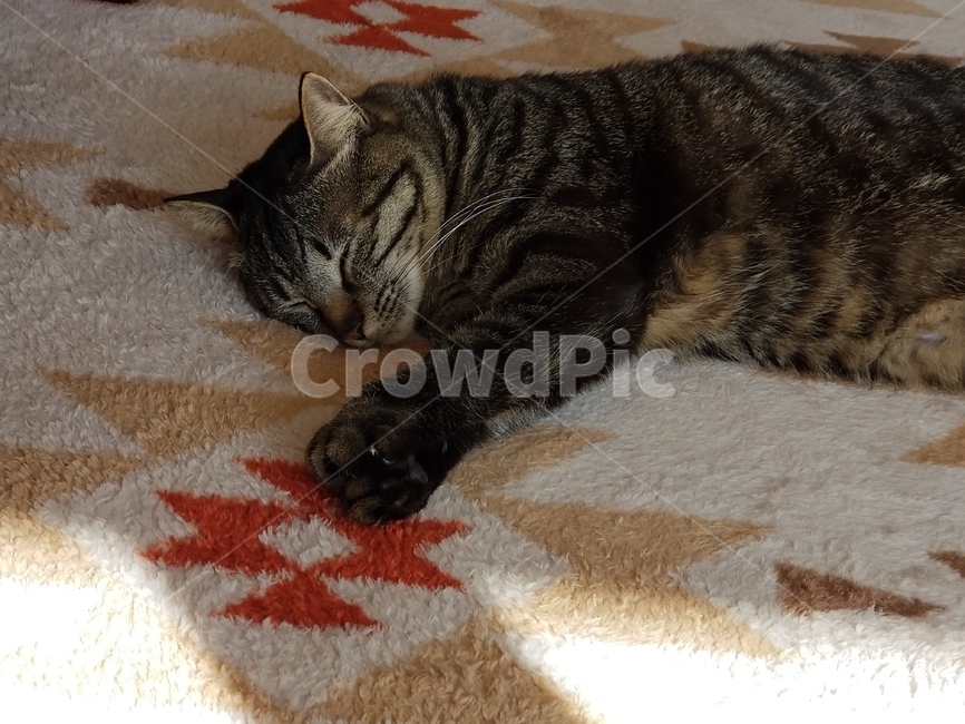 야옹이,자는고양이,잠자는고양이,펫,고양이자는모습,냥이,잠자는냥이,동물,pet,애완동물,cat,고양이
