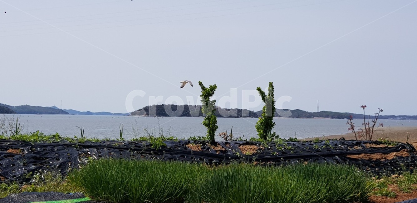 옥외,nature,자연,water,물,bird,새,바다,ocean,sea