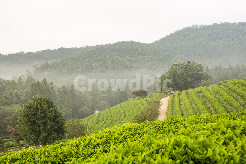 보성다원,녹차밭,일출,보성녹차밭,보성녹차,녹차,아침다원,다원의아침,녹차밭의아침,안개낀다원,안개,자연,풍경,nature,landscape,한국자연풍경,한국자연경관,korea nature landscape,outdoors,옥외