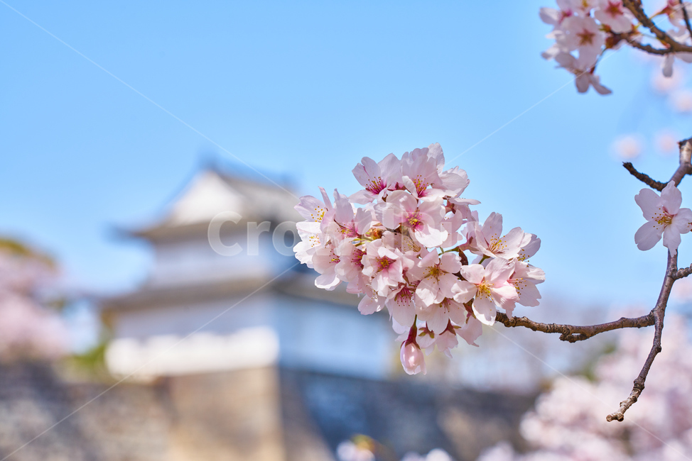 일본,오사카,벚꽃,봄,교토,spring,봄,계절,spring,season,해외,외국,세계,foreign,oversea,world,식물,자연,plants,nature,꽃,flower,plant,blossom