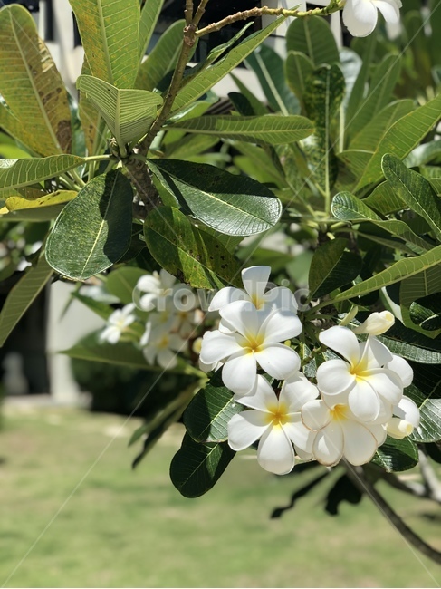 plant,식물,꽃,나무,하얀꽃,흰꽃,열대,휴가,여름,자연,코타키나발루,화이트,휴양지,감성,공원,꽃나무,초록색,나뭇잎,꽃잎