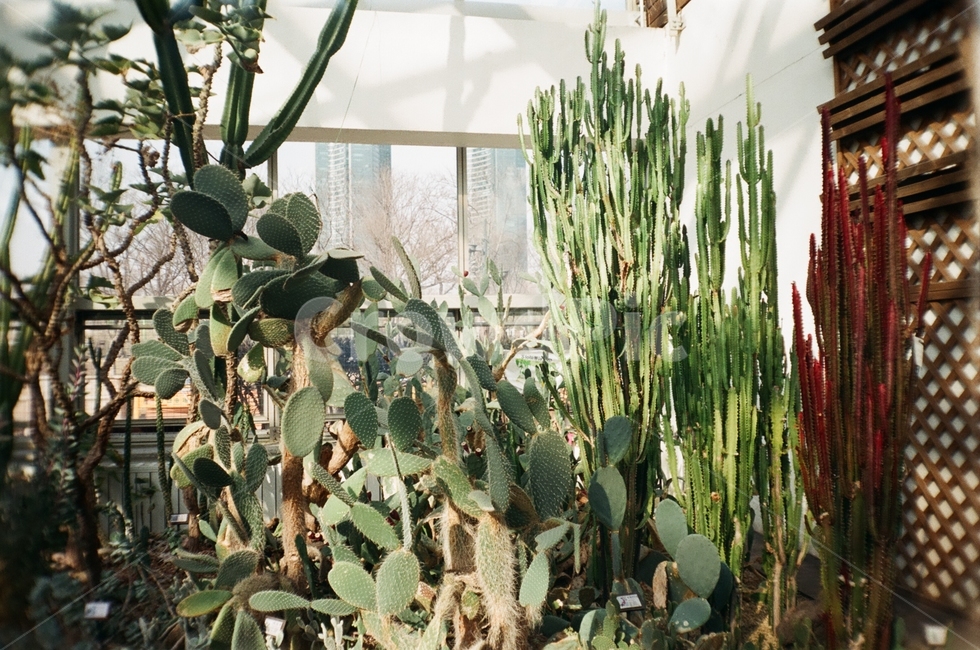 선인장,필름카메라,필카,나무,초록,자연,식물,자연,plants,nature