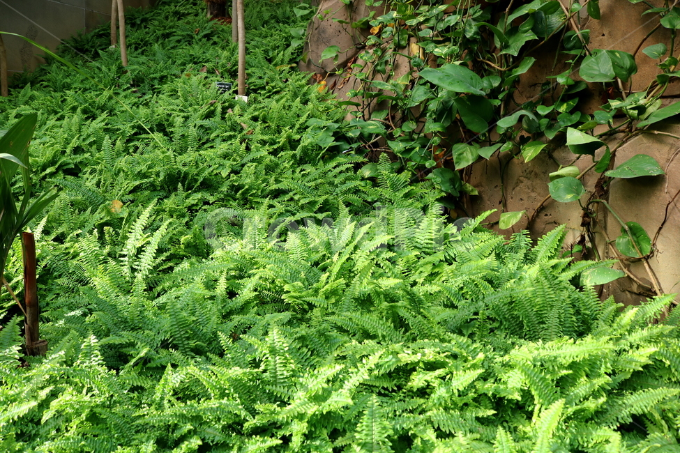 고사리,보스톤고사리,미국고사리,식물,고란초과,자연,식물원,식물,자연,plants,nature