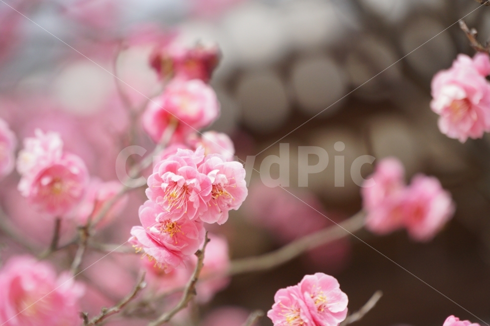 꽃,홍매화,자연,나무,핑크,봄,계절,spring,season,식물,자연,plants,nature,꽃,flower,감성,sensible,feeling,plant,blossom