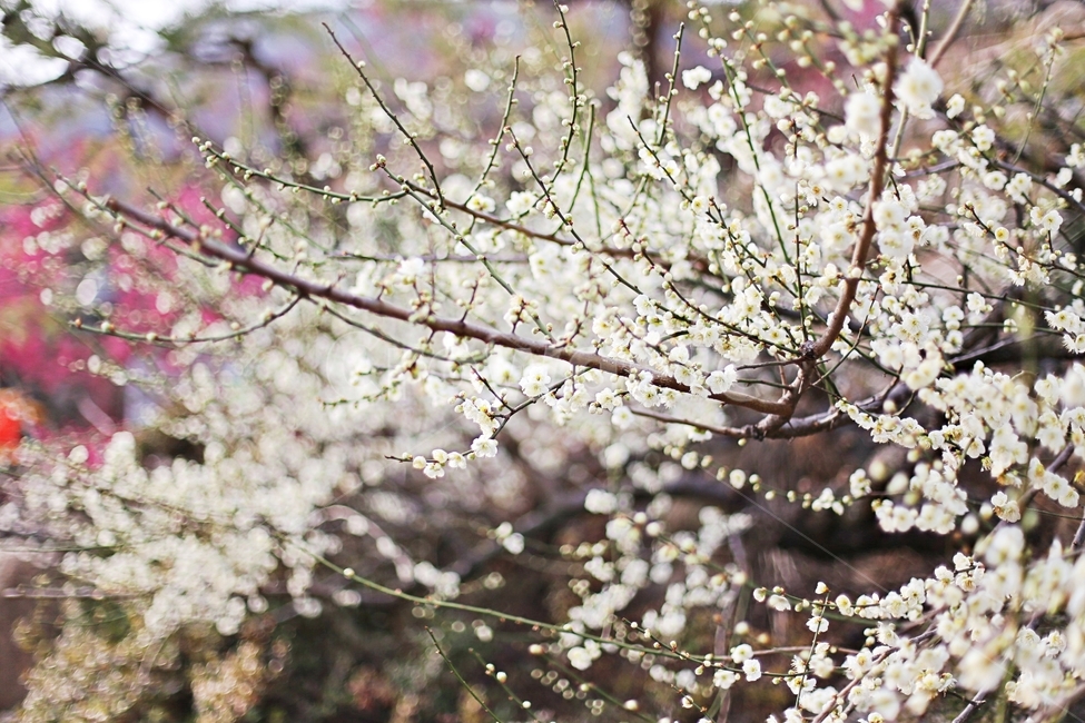 하동,매화,매화마을,매화축제,매화꽃,flower,꽃,hadong,봄,계절,spring,season,식물,자연,plants,nature,꽃,flower,plant,blossom,cherry blossom,벚꽃
