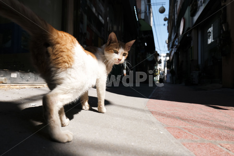 고양이,동물,포유류,길,cat,animal,mammal,골목,골목길,alley