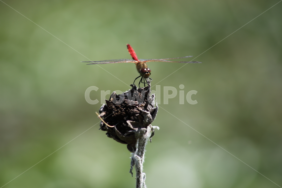 고추잠자리,잠자리,곤충,reddragonfly,dragonfly,곤충,벌레,insect,bug
