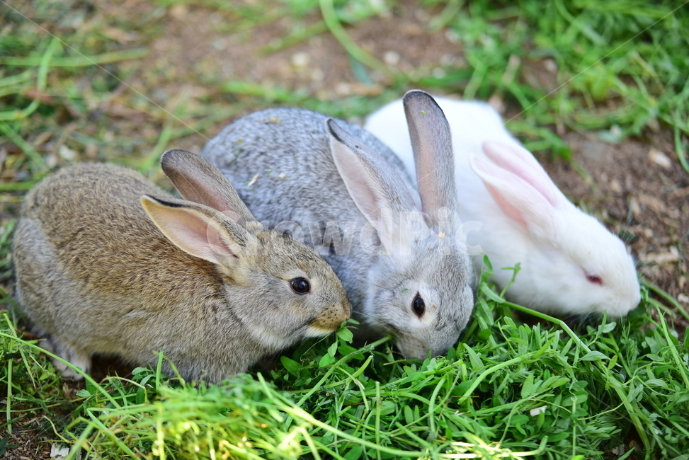 토끼,집토끼,가축,동물,큰귀,귀여운,rbbit,animal,포유류,mammal