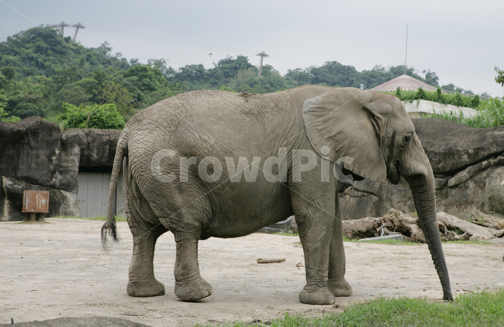 elephant,코끼리,animal,동물,mammal,포유류,wildlife,야생동물,초식동물,거대동물,big