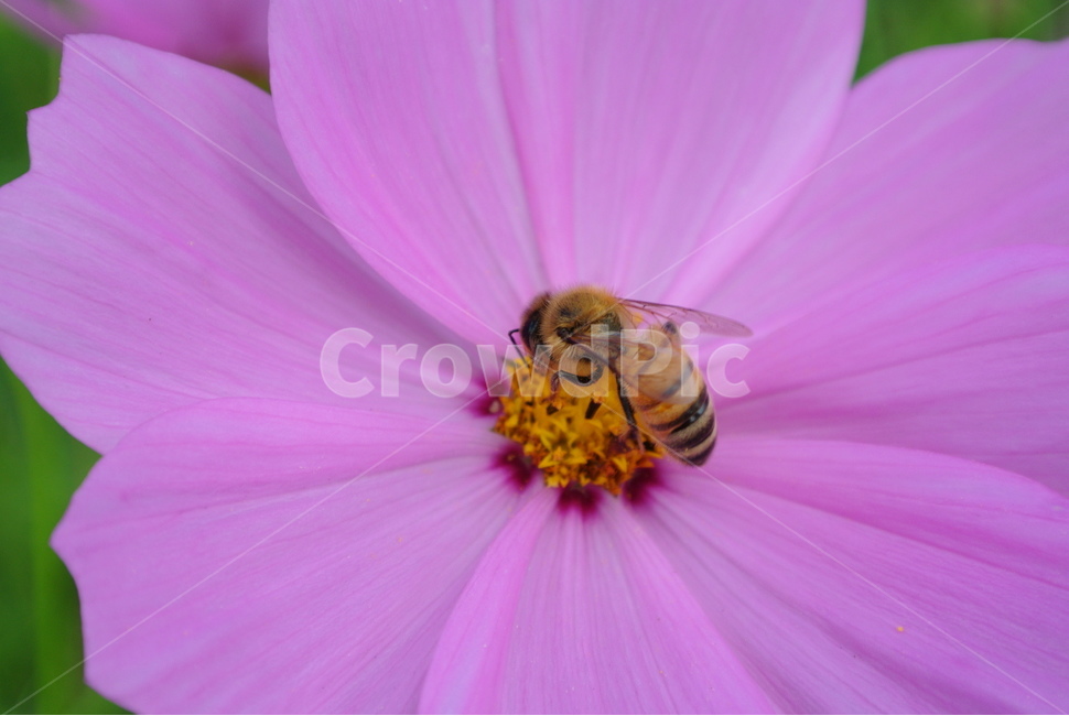 꽃,코스모스,벌,꿀벌,분홍색,코스모스꽃,핑크색,가을,계절,fall,flower,bee,pink,식물,노란색,꽃가루,꿀,풀,곤충,벌레