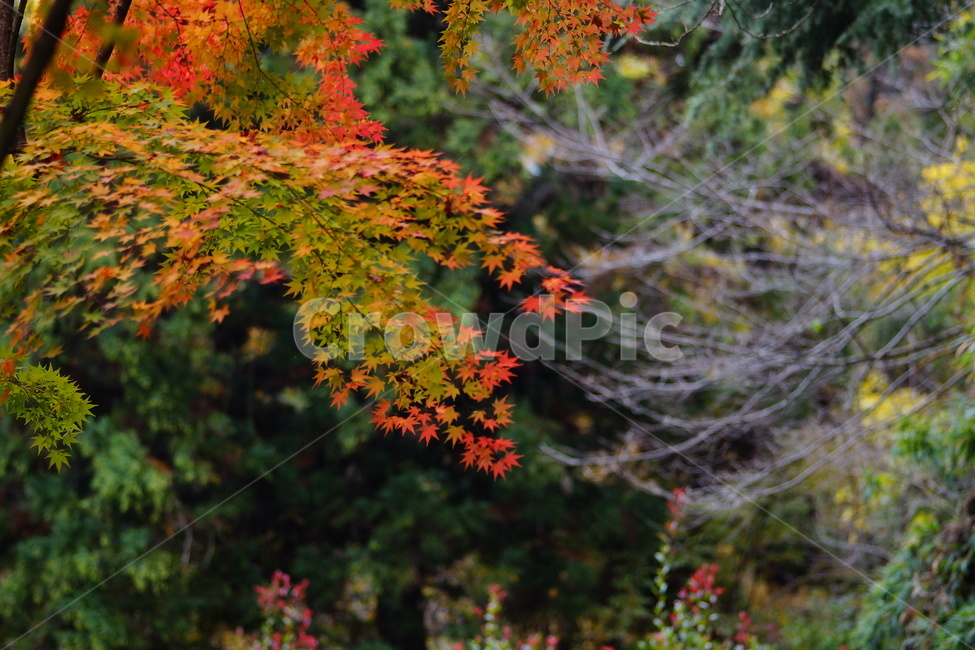 낙엽,단풍,maple,식물,나뭇잎,나무,가을,계절,fall,autumn,season,식물,자연,plants,nature,plant,leaf,잎,tree