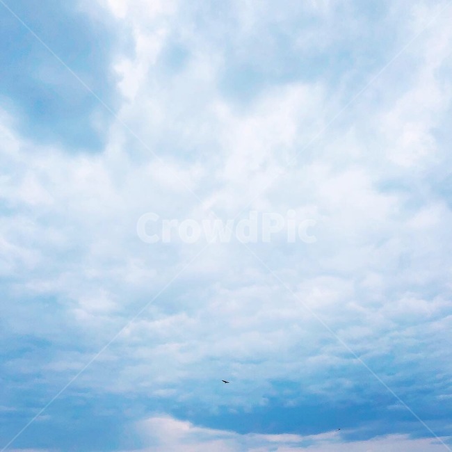 하늘,독수리,구름,sky,cloud