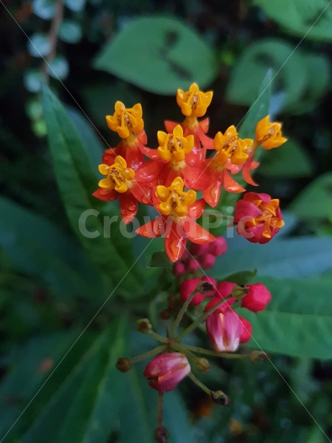 꽃,식물,자연,식물사진,꽃사진,flower,식물,자연,plants,nature,꽃,flower