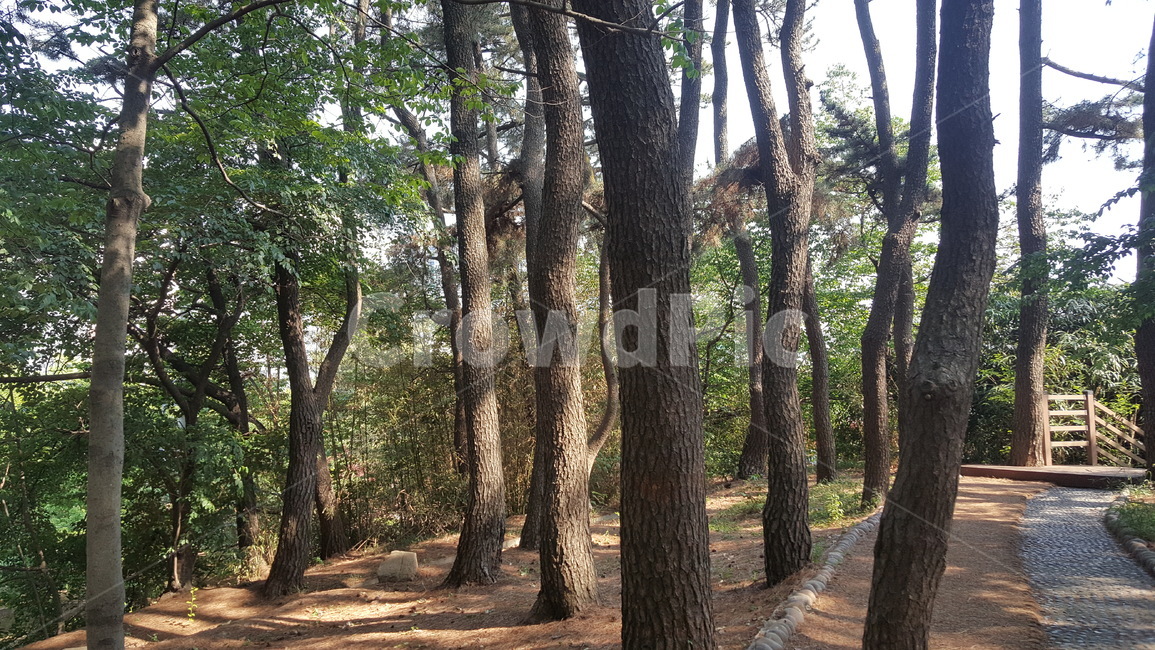 자연,환경,tree,나무,자연환경