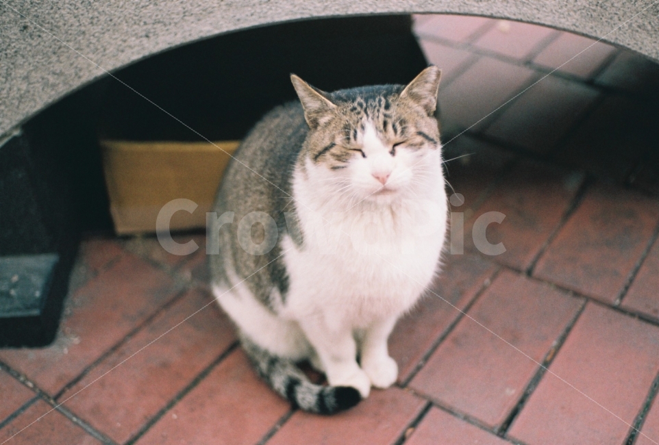 	고양이,길고양이,길냥이,동물,자연,생명,야생동물,미묘,미냥,아련,아련사진,증명사진,야생,cat,kitty,kitten,cute,lovely,pet,animal,street,streetcat,stray,straycat,wild,wildlife,wildanimal,wildcat,beauty,beautiful,natuer,natural,동물,animal,포유류,mammal,고양이,cat,kitten,kitty,감성,sensible,feeling