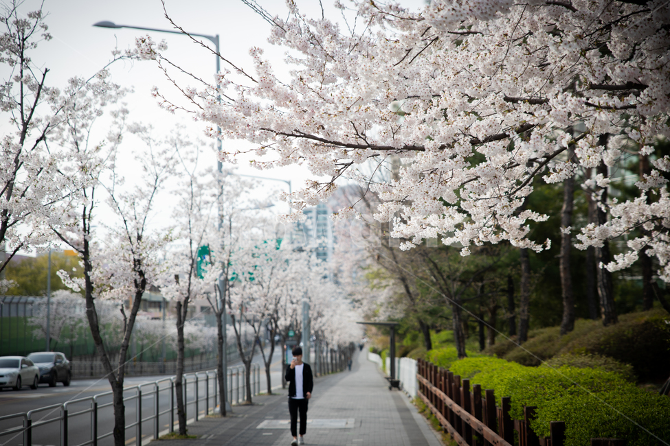 봄,spring,벗꽃,cherrytree,서울,korea,송파,봄,계절,spring,season,사람,인물,인간,human,person,남성,남자,man,male,plant,식물,flower,꽃,blossom