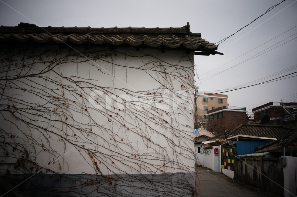 담,담벼락,담쟁이,초겨울,담쟁이덩굴,흐린,동네,마을,골목길,alley,roof,지붕