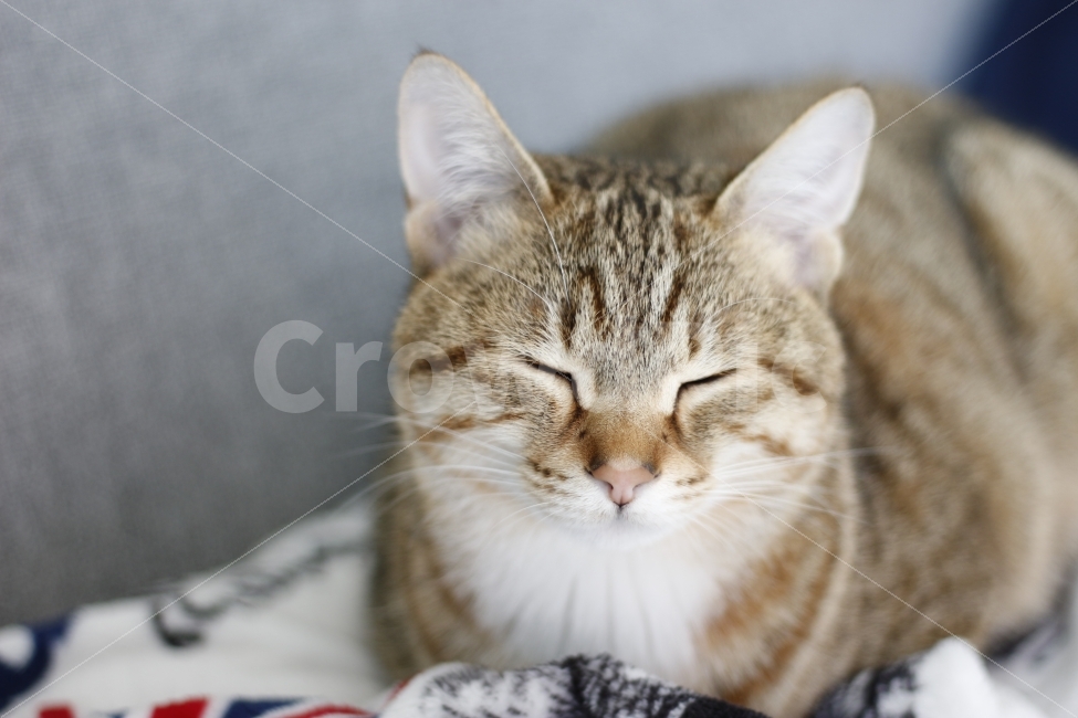 고양이,반려동물,유기묘,길냥이,애완동물,cat,pet,kitten,아기고양이,코숏,코리안숏헤어,동물,animal,캣맘,캣대디,동물,animal,고양이,cat,kitten,kitty,포유류,mammal