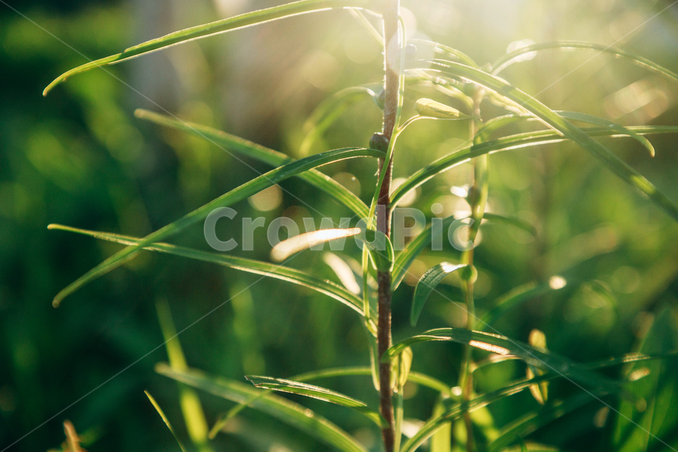 풀,풀잎,자연,빛,햇살,잎사귀,초록,감성,줄기,햇볕,green,nature,식물,자연,plants,nature,휴식,힐링,rest,relaxation,healing