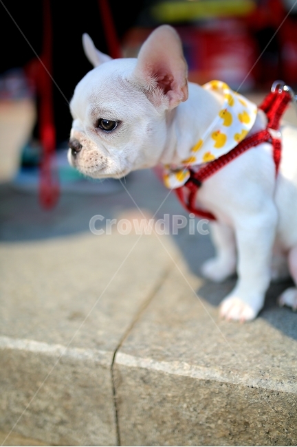 불독,반려견,강아지,동물,애완동물,프렌치불독,개,dog,포유류,animal,가정견,멍멍이,귀여운강아지,kitty,귀여운동물,시크,흰색,동물,animal,포유류,mammal,개,강아지,dog,doggy