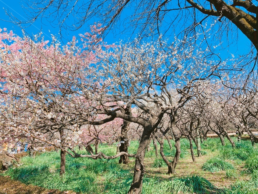 plant,식물,언어의정원,신주쿠쿄엔,벚꽃