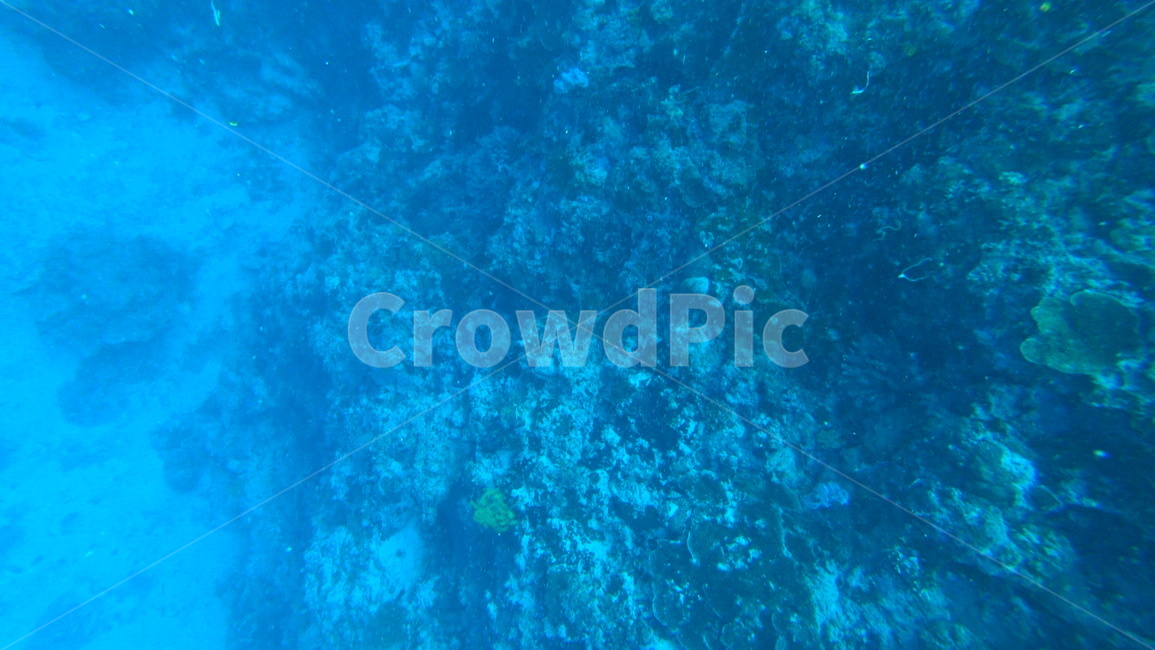 water,물,sea,바다,nature,자연,ocean,대양,해양생물,reef,암초,animal,동물,scubadiving,스쿠버다이빙,sport,스포츠,해양스포츠,sealife,coralreef,산호초,물고기,fish