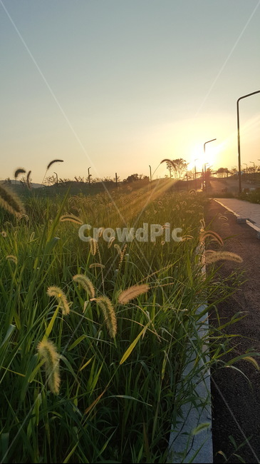 자연,저녁노을,강아지풀,길,풍경,저녁풍경,greenfoxtail,sunset