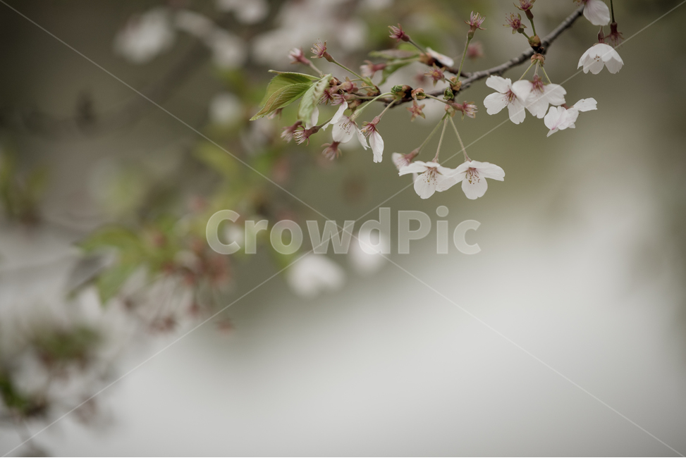 꽃,감성,꽃사진,배경,풍경,봄,계절,spring,season,식물,자연,plants,nature,꽃,flower,감성,sensible,feeling,plant,blossom