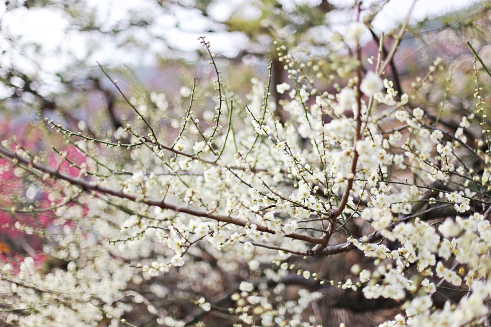하동,매화,매화마을,매화축제,매화꽃,flower,꽃,hadong,봄,계절,spring,season,식물,자연,plants,nature,꽃,flower,plant,blossom,cherry blossom,벚꽃