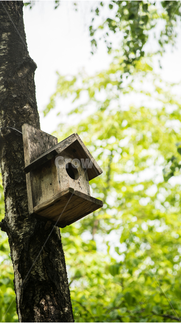 새둥지,나무둥지,새집,둥지,nest,나무,자연,숲속,여름,모이,새,작은새,nestbox,식물,자연,plants,nature,나무,trees,wood
